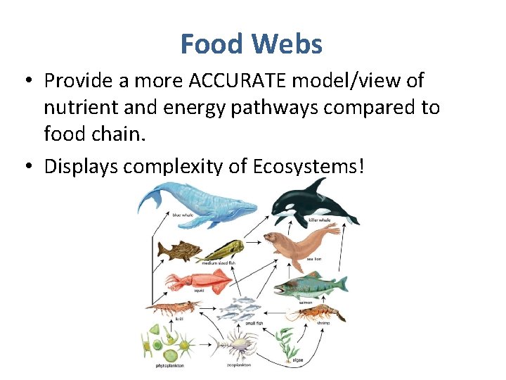 Food Webs • Provide a more ACCURATE model/view of nutrient and energy pathways compared