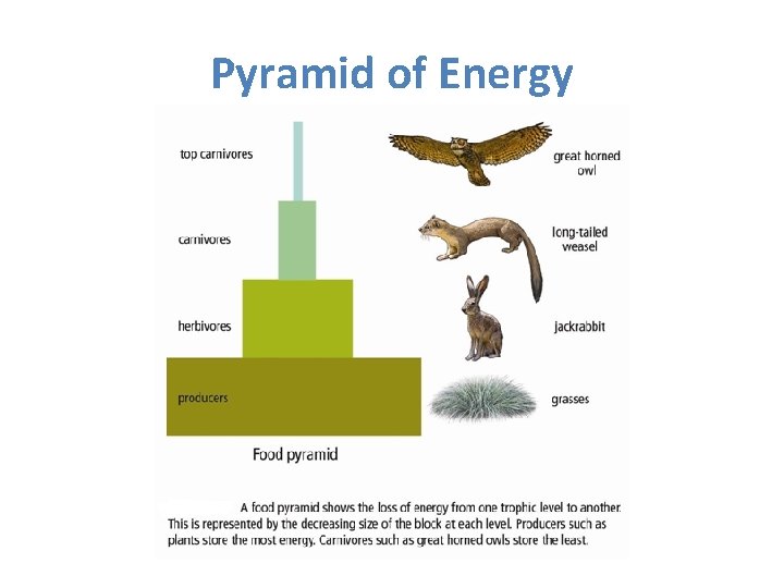Pyramid of Energy 