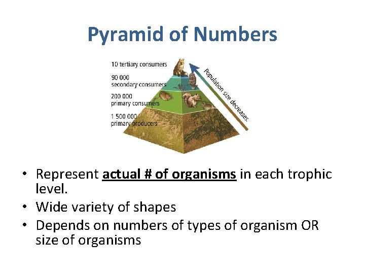 Pyramid of Numbers • Represent actual # of organisms in each trophic level. •