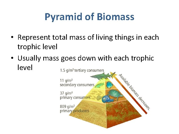 Pyramid of Biomass • Represent total mass of living things in each trophic level