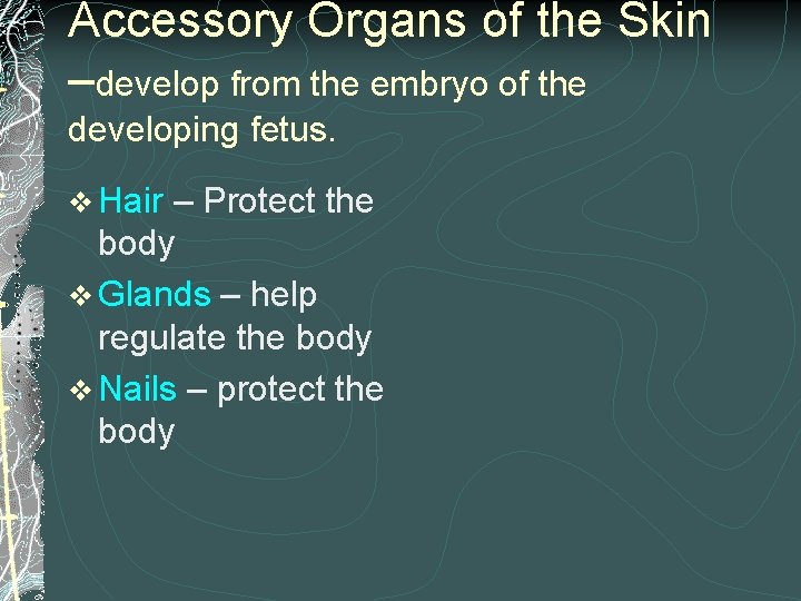 Accessory Organs of the Skin –develop from the embryo of the developing fetus. v