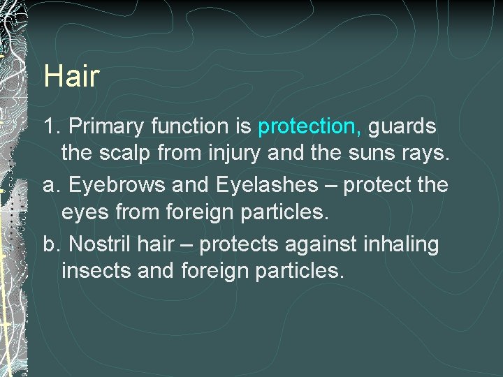 Hair 1. Primary function is protection, guards the scalp from injury and the suns