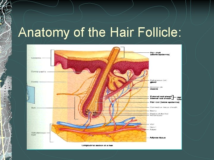 Anatomy of the Hair Follicle: 