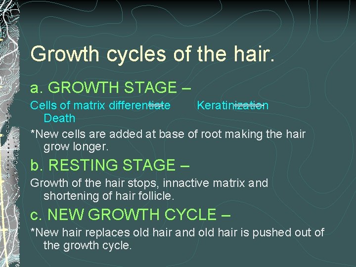 Growth cycles of the hair. a. GROWTH STAGE – Cells of matrix differentiate Keratinization