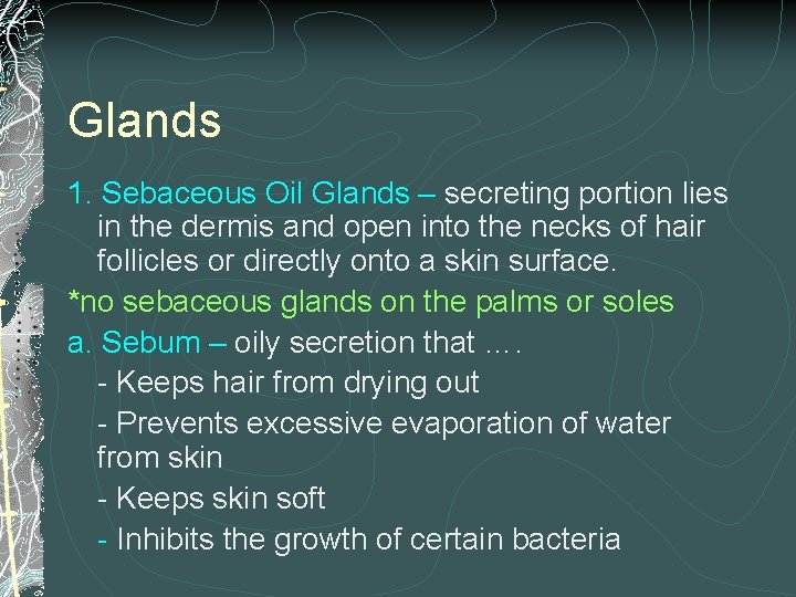 Glands 1. Sebaceous Oil Glands – secreting portion lies in the dermis and open