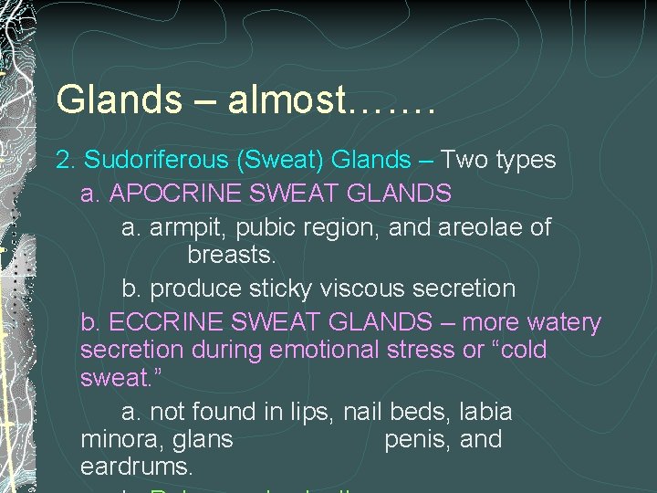 Glands – almost……. 2. Sudoriferous (Sweat) Glands – Two types a. APOCRINE SWEAT GLANDS