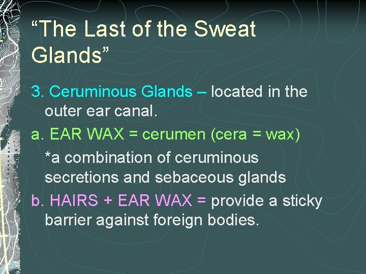 “The Last of the Sweat Glands” 3. Ceruminous Glands – located in the outer
