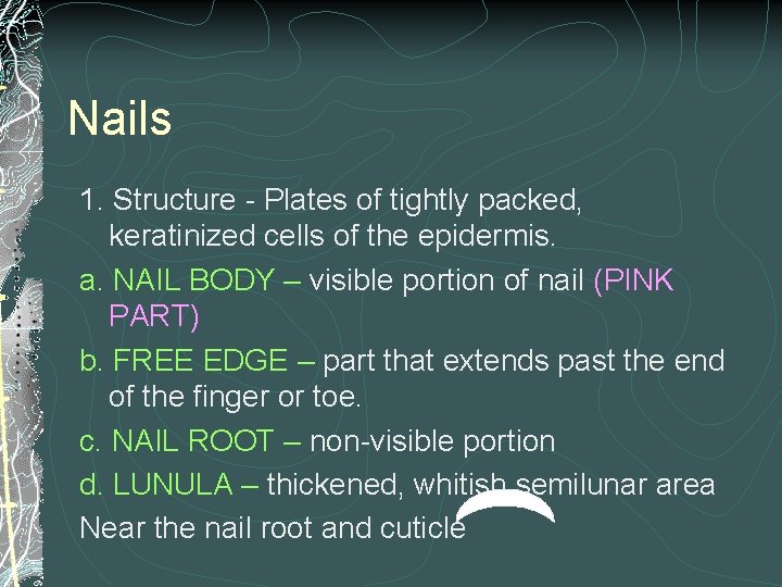 Nails 1. Structure - Plates of tightly packed, keratinized cells of the epidermis. a.