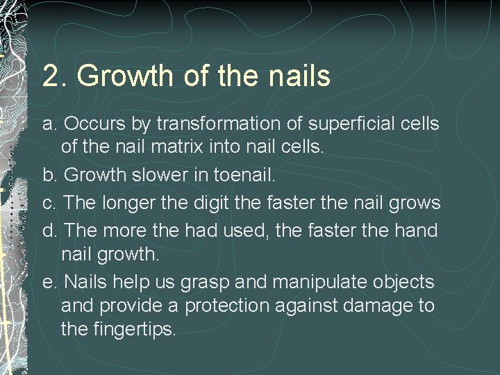 2. Growth of the nails a. Occurs by transformation of superficial cells of the