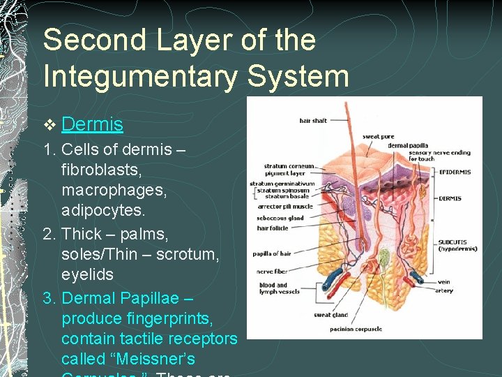 Second Layer of the Integumentary System v Dermis 1. Cells of dermis – fibroblasts,