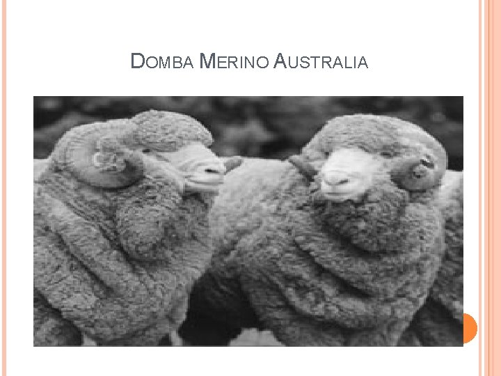 DOMBA MERINO AUSTRALIA 