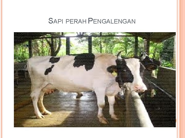 SAPI PERAH PENGALENGAN 