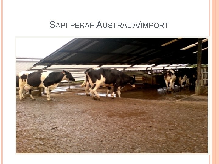 SAPI PERAH AUSTRALIA/IMPORT 