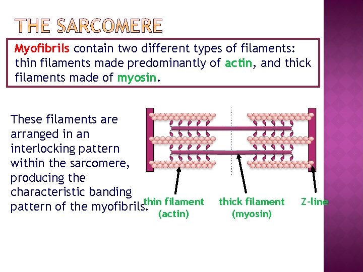 Myofibrils contain two different types of filaments: thin filaments made predominantly of actin, and
