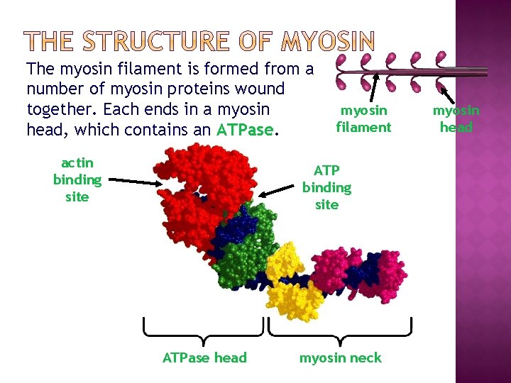 The myosin filament is formed from a number of myosin proteins wound together. Each