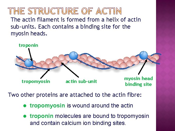 The actin filament is formed from a helix of actin sub-units. Each contains a