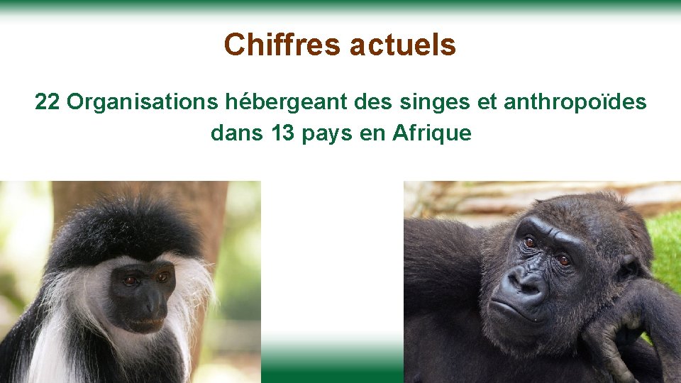 Chiffres actuels 22 Organisations hébergeant des singes et anthropoïdes dans 13 pays en Afrique Chiffres actuels 22 Organisations hébergeant des singes et anthropoïdes dans 13 pays en Afrique