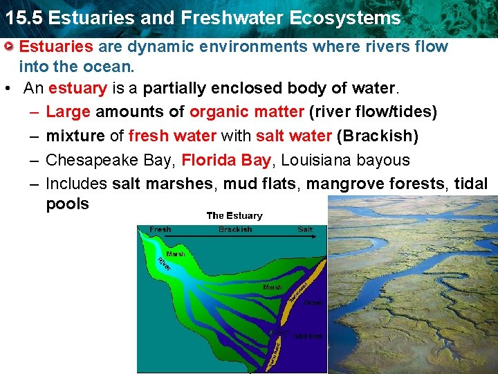 15. 5 Estuaries and Freshwater Ecosystems Estuaries are dynamic environments where rivers flow into