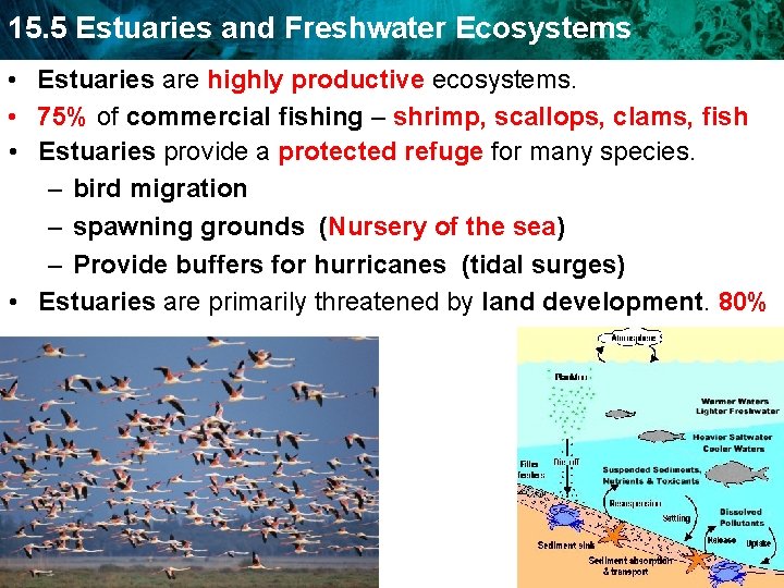 15. 5 Estuaries and Freshwater Ecosystems • Estuaries are highly productive ecosystems. • 75%