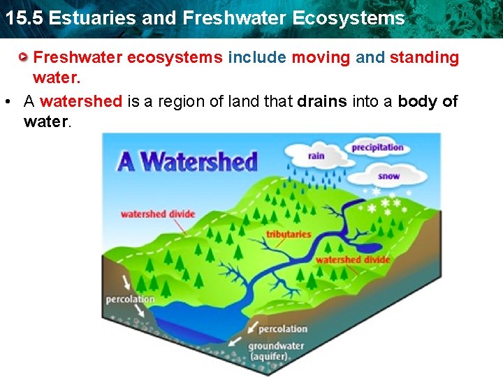 15. 5 Estuaries and Freshwater Ecosystems Freshwater ecosystems include moving and standing water. •