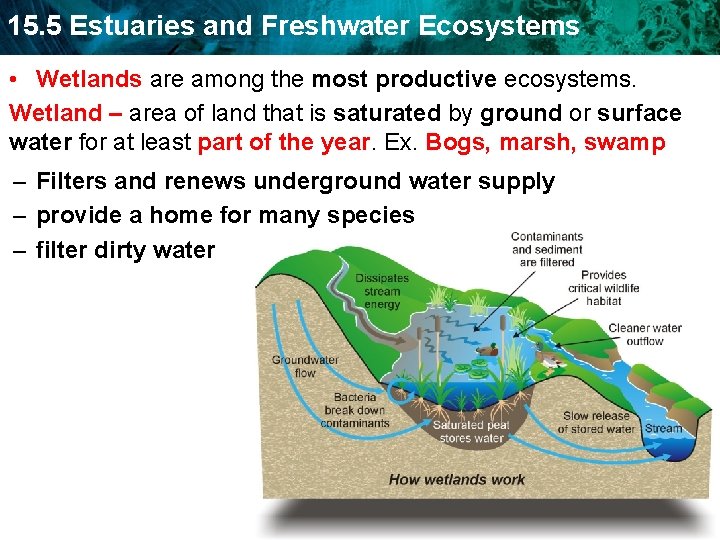 15. 5 Estuaries and Freshwater Ecosystems • Wetlands are among the most productive ecosystems.