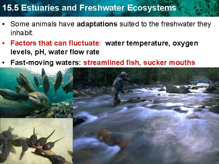 15. 5 Estuaries and Freshwater Ecosystems • Some animals have adaptations suited to the