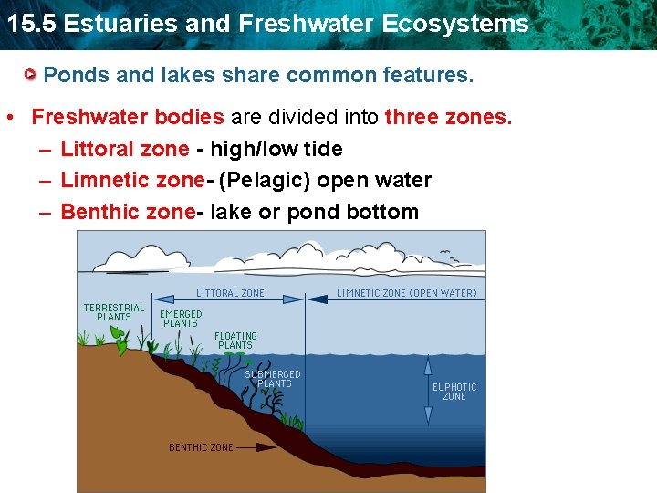 15. 5 Estuaries and Freshwater Ecosystems Ponds and lakes share common features. • Freshwater