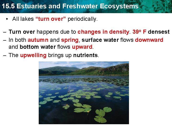 15. 5 Estuaries and Freshwater Ecosystems • All lakes “turn over” periodically. – Turn