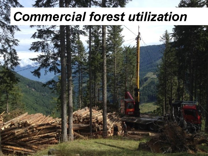 Commercial forest utilization 