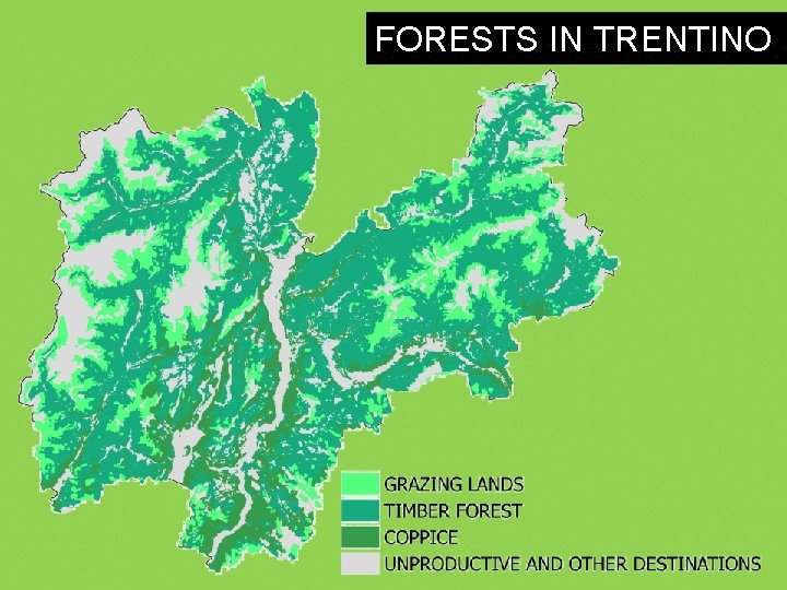 FORESTS IN TRENTINO 