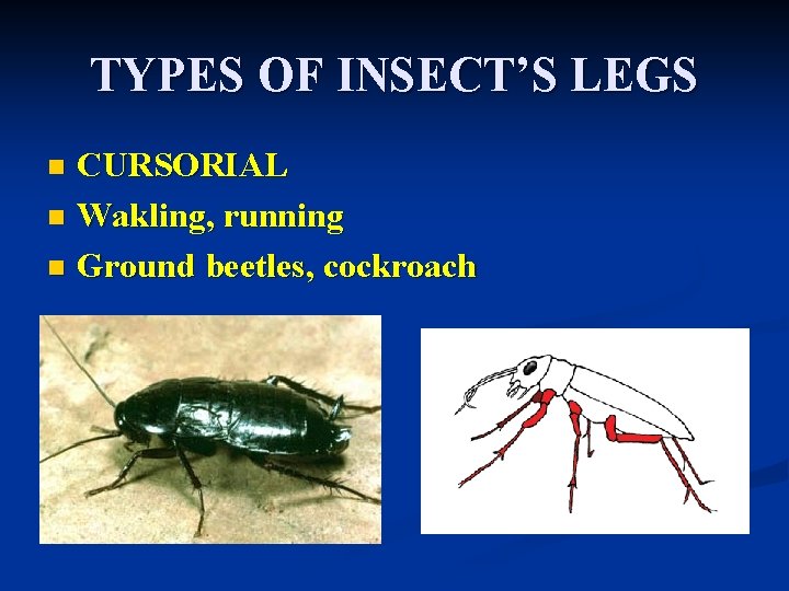 TYPES OF INSECT’S LEGS CURSORIAL n Wakling, running n Ground beetles, cockroach n 