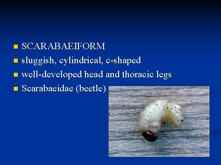 SCARABAEIFORM n sluggish, cylindrical, c-shaped n well-developed head and thoracic legs n Scarabaeidae (beetle)