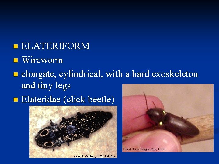 ELATERIFORM n Wireworm n elongate, cylindrical, with a hard exoskeleton and tiny legs n