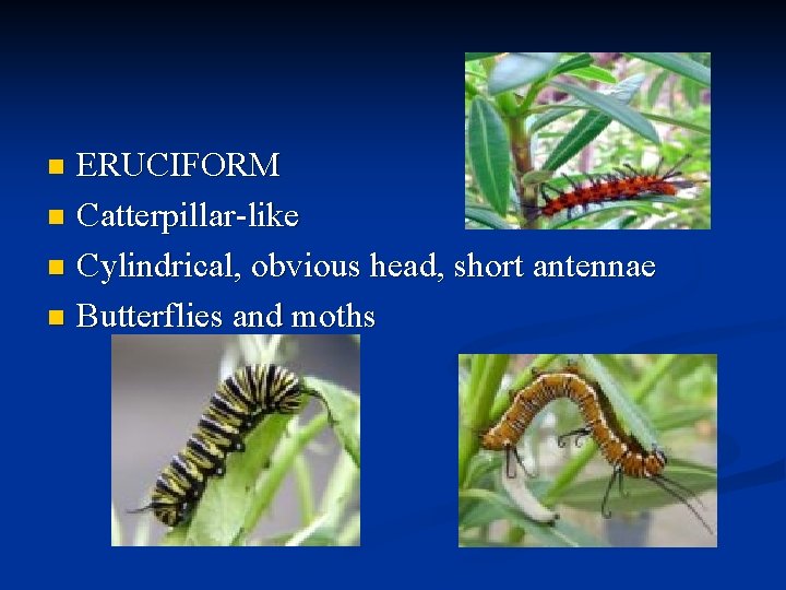 ERUCIFORM n Catterpillar-like n Cylindrical, obvious head, short antennae n Butterflies and moths n