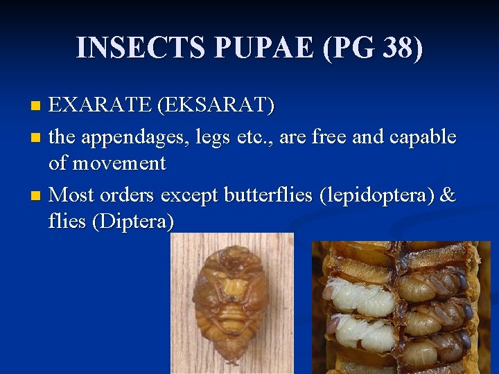 INSECTS PUPAE (PG 38) EXARATE (EKSARAT) n the appendages, legs etc. , are free