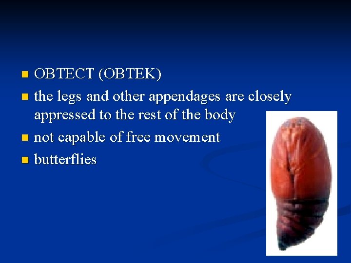 OBTECT (OBTEK) n the legs and other appendages are closely appressed to the rest