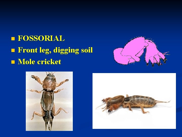 FOSSORIAL n Front leg, digging soil n Mole cricket n 