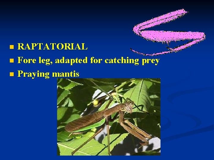 RAPTATORIAL n Fore leg, adapted for catching prey n Praying mantis n 