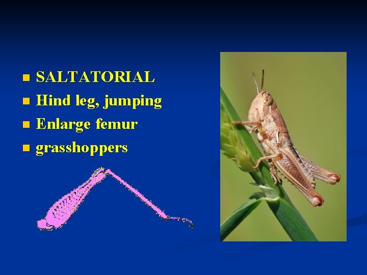 SALTATORIAL n Hind leg, jumping n Enlarge femur n grasshoppers n 