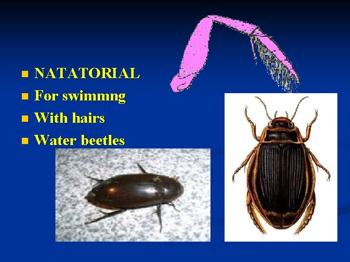 NATATORIAL n For swimmng n With hairs n Water beetles n 