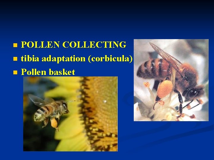 POLLEN COLLECTING n tibia adaptation (corbicula) n Pollen basket n 