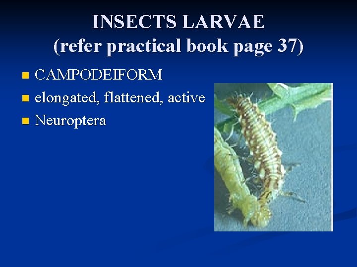 INSECTS LARVAE (refer practical book page 37) CAMPODEIFORM n elongated, flattened, active n Neuroptera