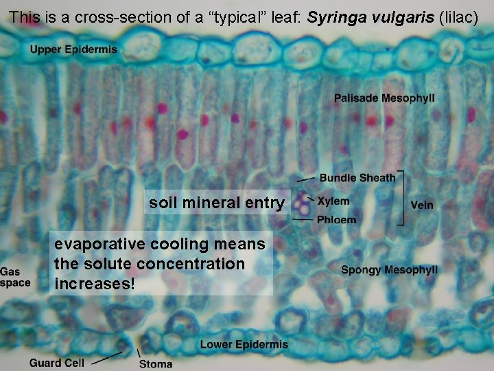 This is a cross-section of a “typical” leaf: Syringa vulgaris (lilac) soil mineral entry