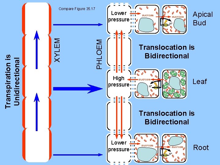 Lower pressure PHLOEM XYLEM Transpiration is Unidirectional Compare Figure 35. 17 sucrose H+ Apical