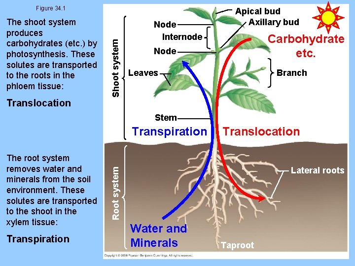 The shoot system produces carbohydrates (etc. ) by photosynthesis. These solutes are transported to