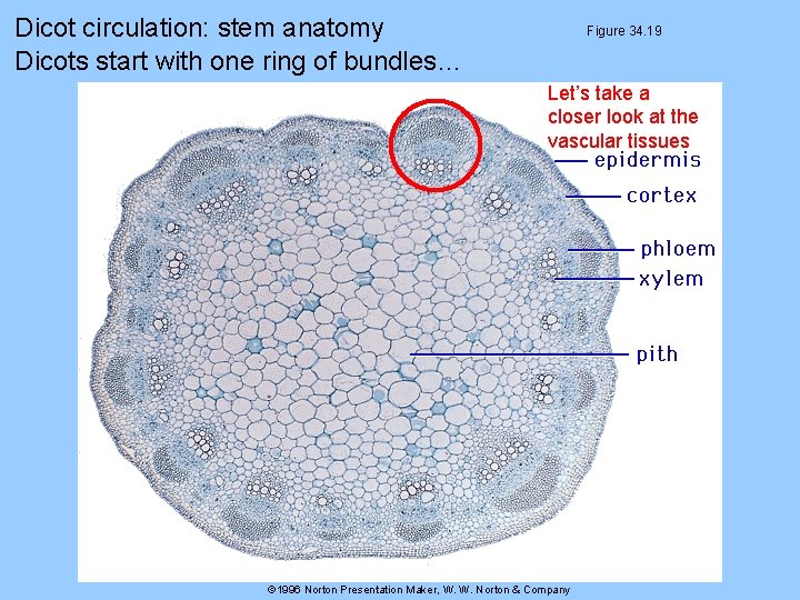 Dicot circulation: stem anatomy Dicots start with one ring of bundles… Figure 34. 19