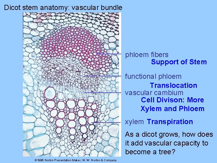 Dicot stem anatomy: vascular bundle phloem fibers Support of Stem functional phloem Translocation vascular