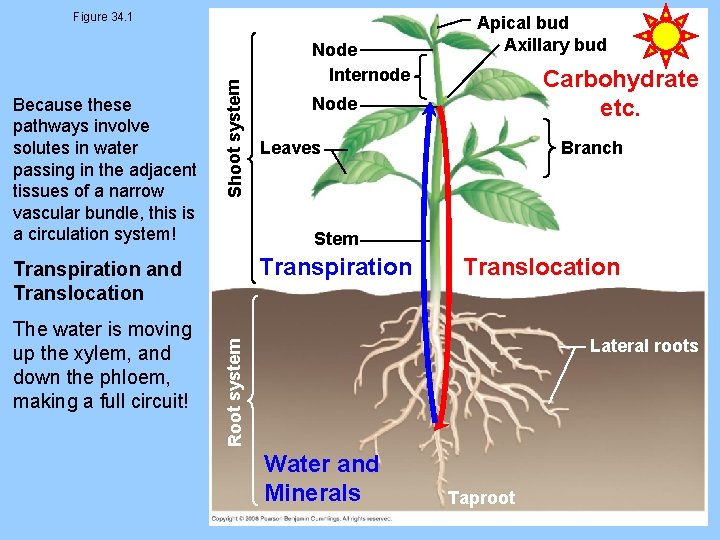 Because these pathways involve solutes in water passing in the adjacent tissues of a