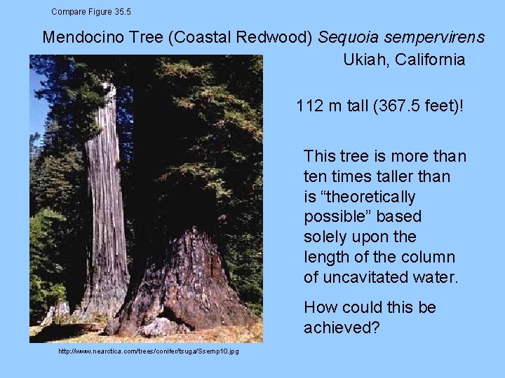 Compare Figure 35. 5 Mendocino Tree (Coastal Redwood) Sequoia sempervirens Ukiah, California 112 m