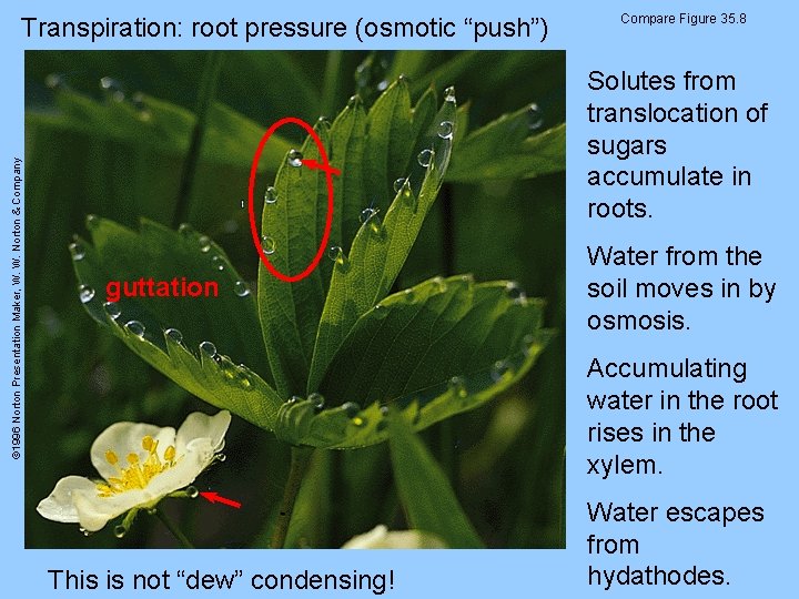 © 1996 Norton Presentation Maker, W. W. Norton & Company Transpiration: root pressure (osmotic